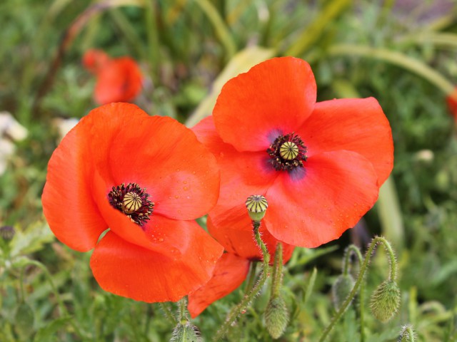 Remembrance Day - "Poppy Appeal" -